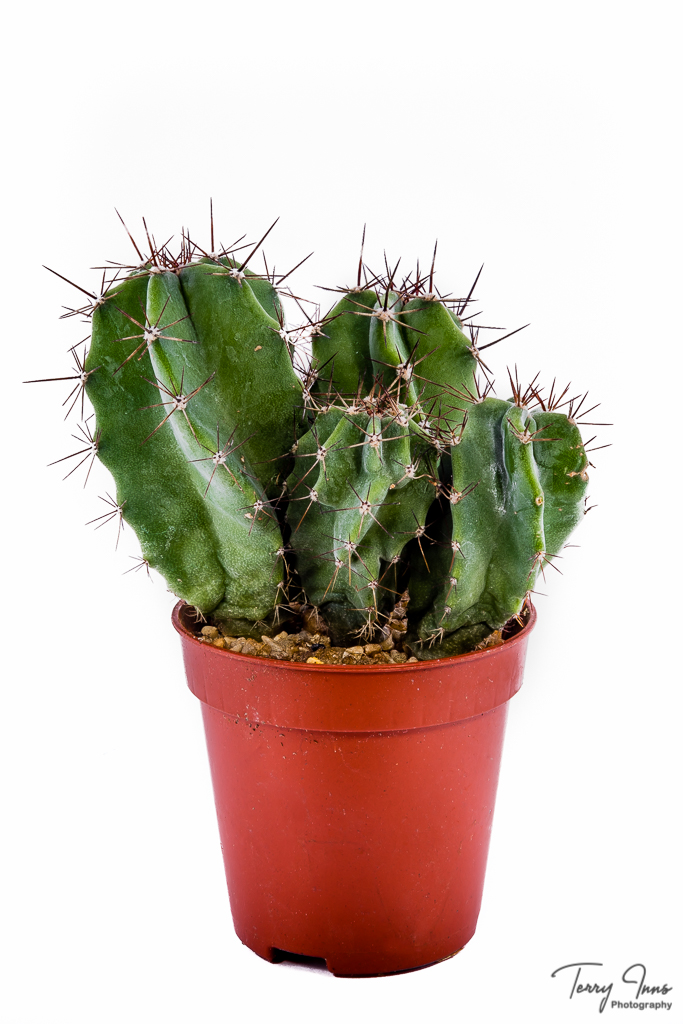 Spikey!
